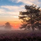 Sonnenaufgang Mehlinger Heide 