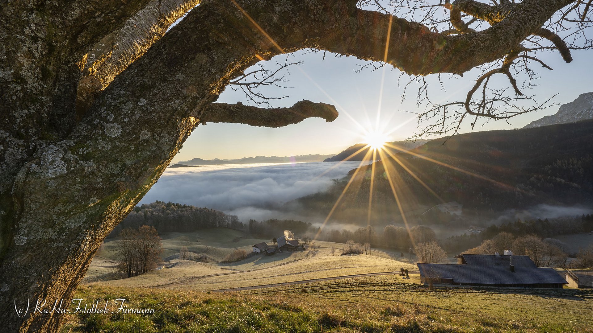 Sonnenaufgang mit altem Birnbaum