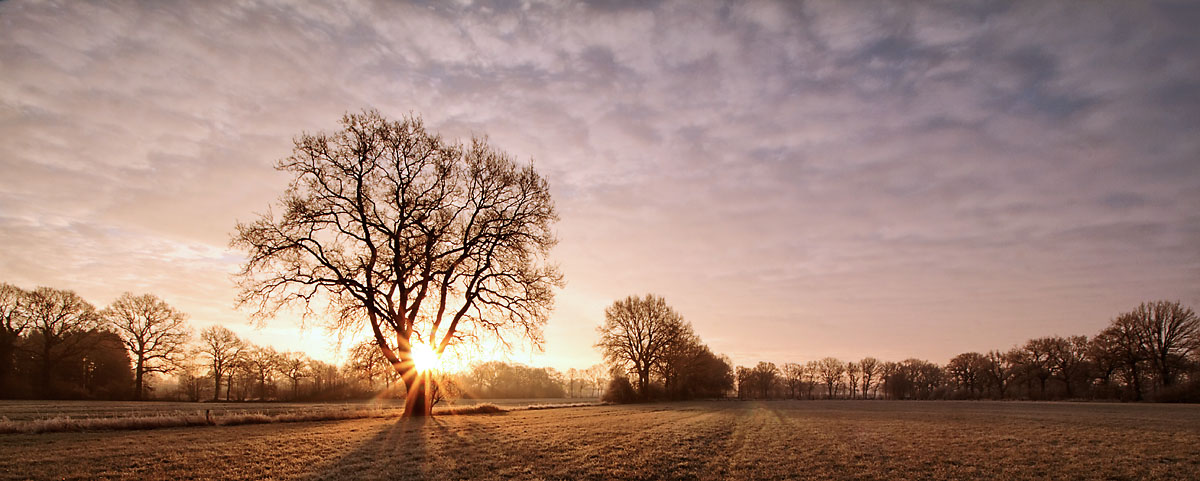 Sonnenaufgang mit Baum