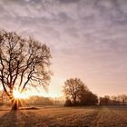 Sonnenaufgang mit Baum