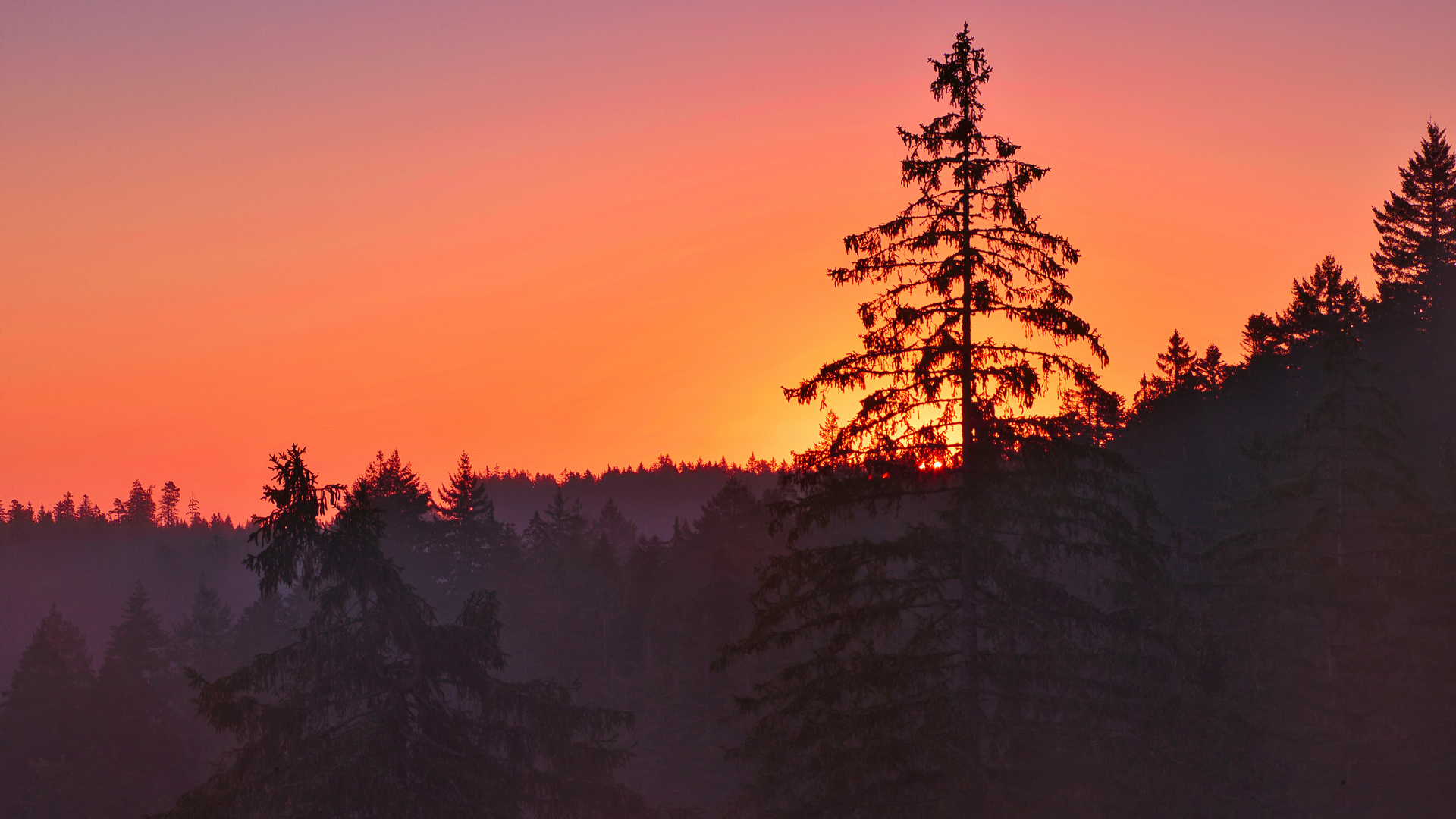 Sonnenaufgang mit Baum_E7I5454