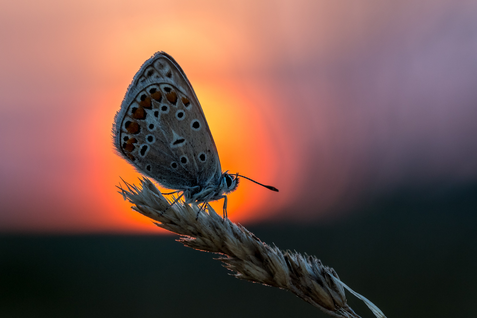 Sonnenaufgang mit Bläuling