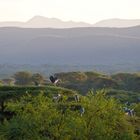 Sonnenaufgang mit den Marabus am Lake Bogoria