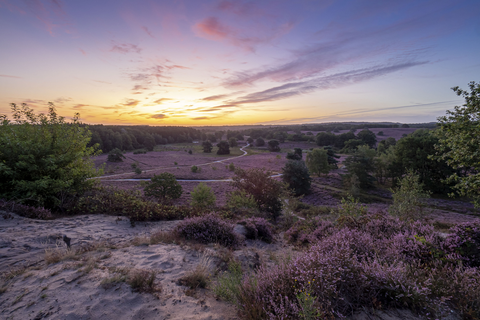 Sonnenaufgang mit der blühenden Heide