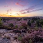 Sonnenaufgang mit der blühenden Heide