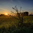 Sonnenaufgang mit Distel