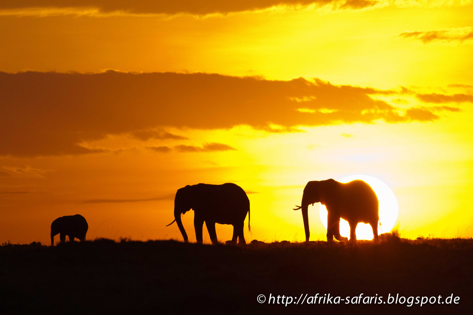 Sonnenaufgang mit Elefantenfamilie