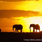 Sonnenaufgang mit Elefantenfamilie