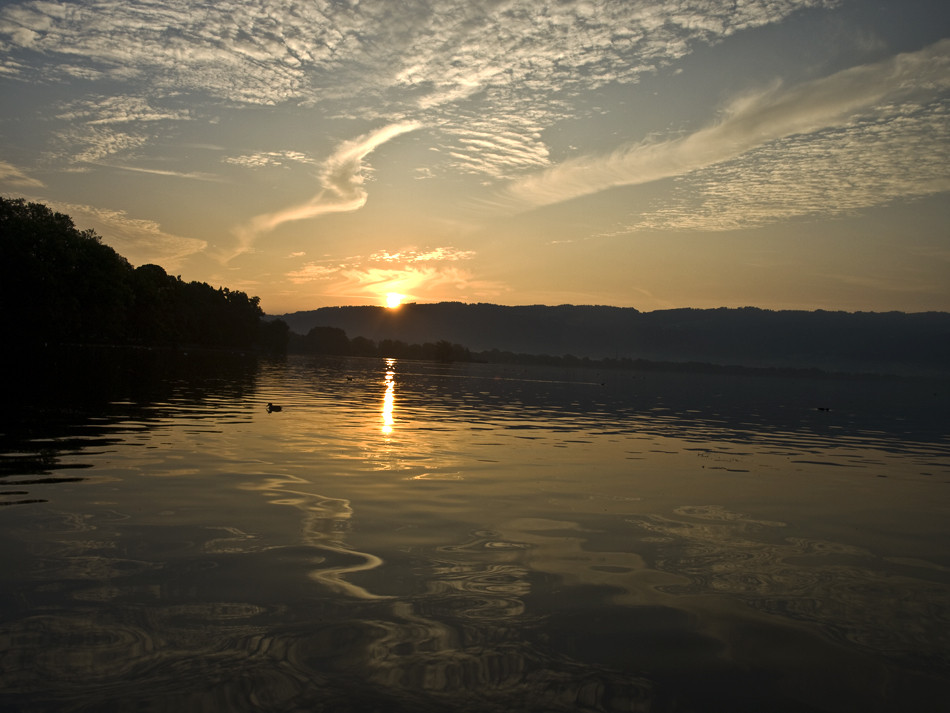 Sonnenaufgang mit Ente