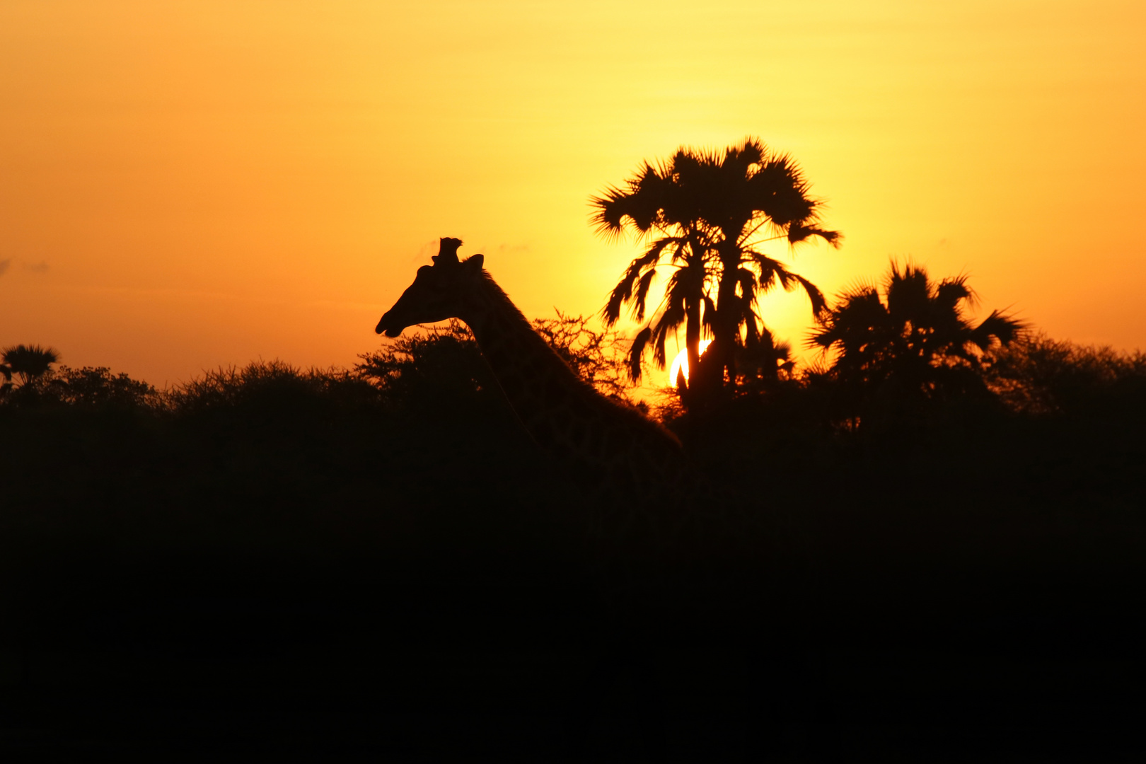 Sonnenaufgang mit Giraffe