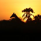 Sonnenaufgang mit Giraffe