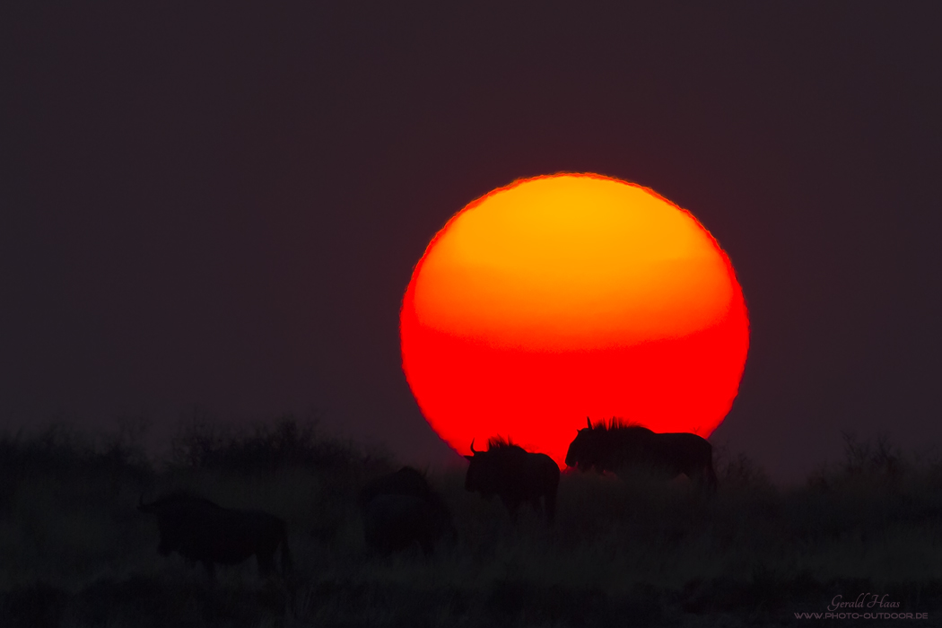 Sonnenaufgang mit Gnuherde