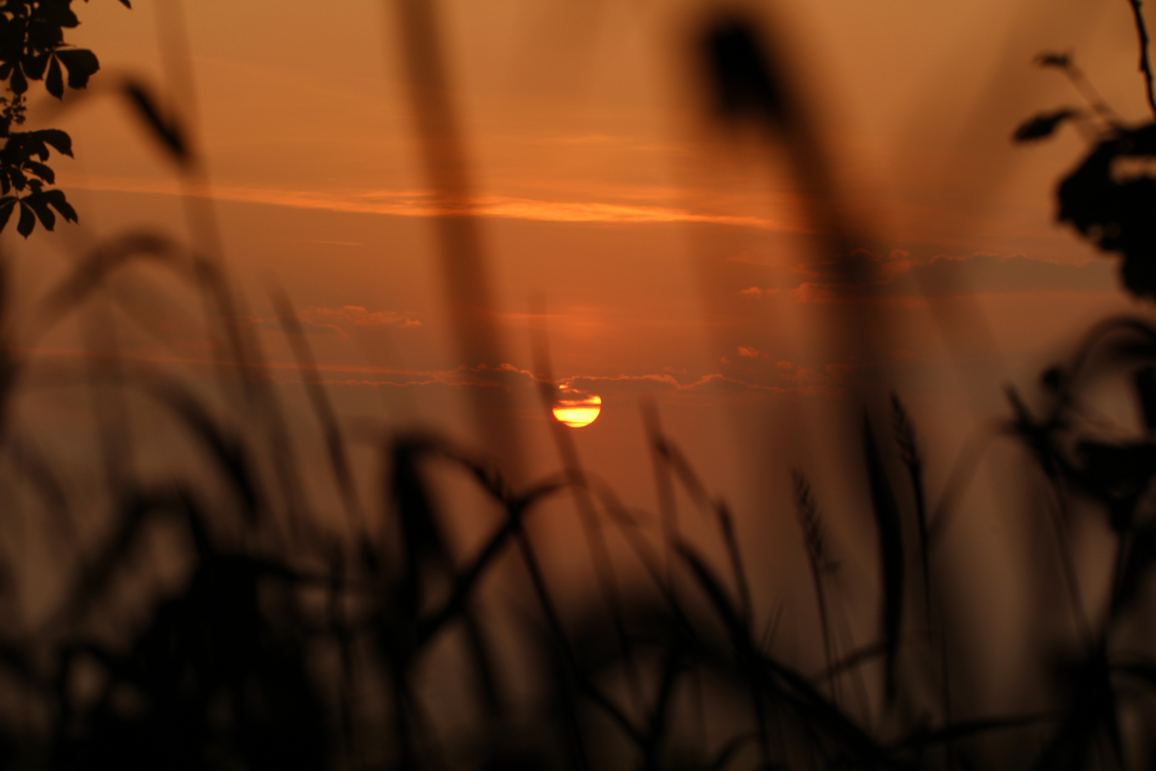 Sonnenaufgang mit Gras