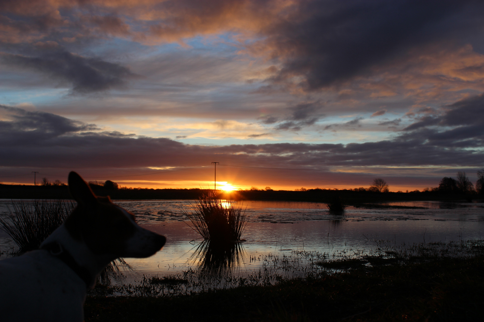 Sonnenaufgang mit Hund