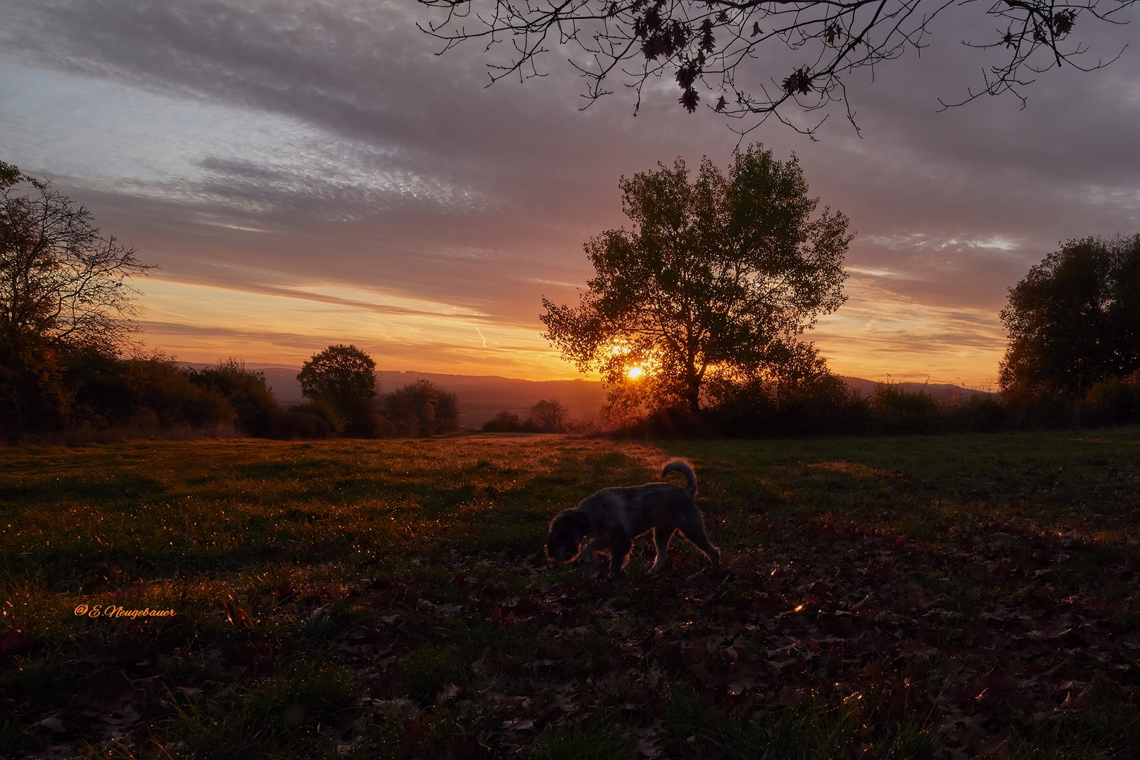 Sonnenaufgang mit Hund