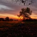 Sonnenaufgang mit Hund