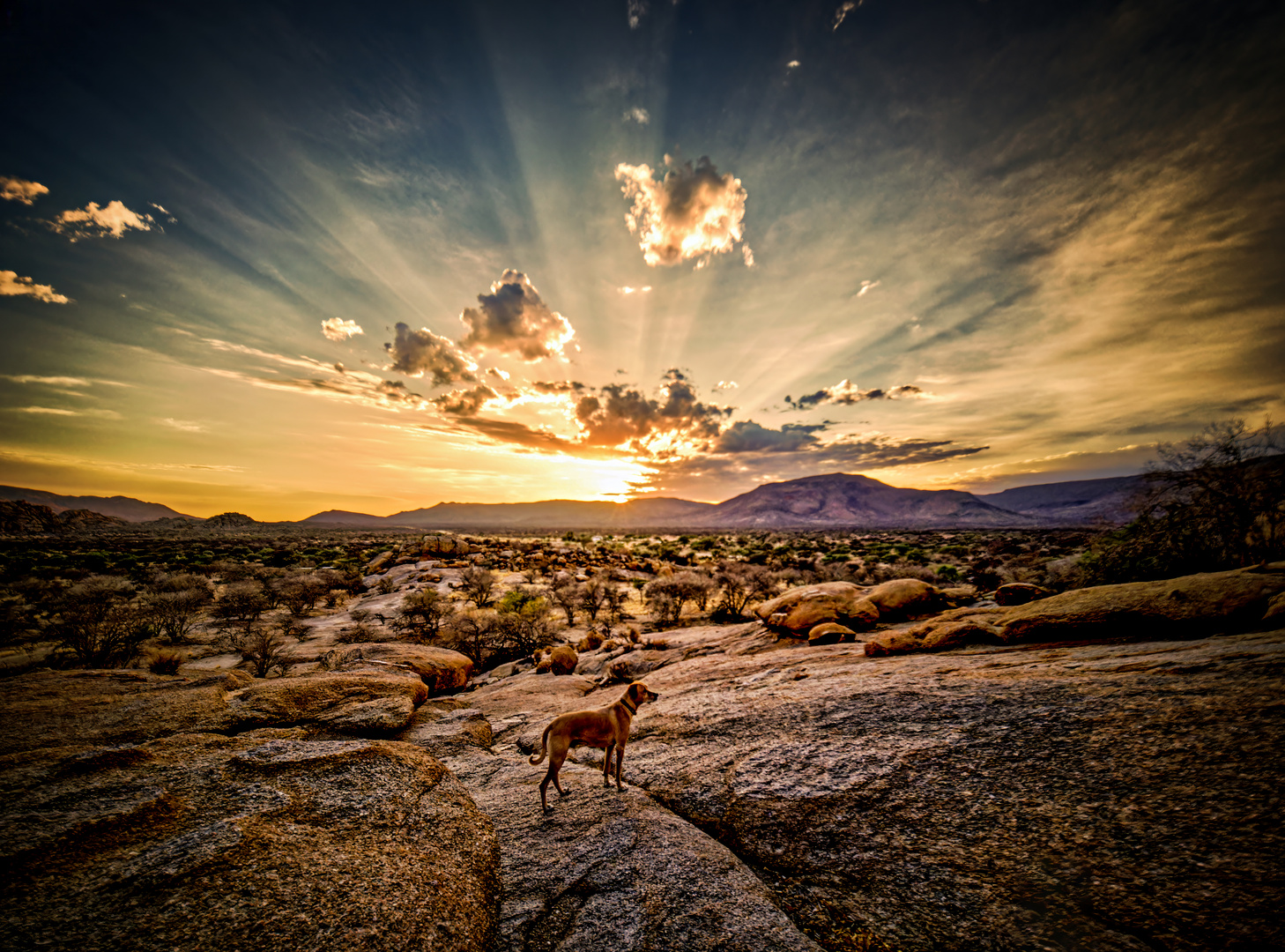 Sonnenaufgang mit Hund auf Omandumba