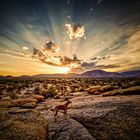 Sonnenaufgang mit Hund auf Omandumba