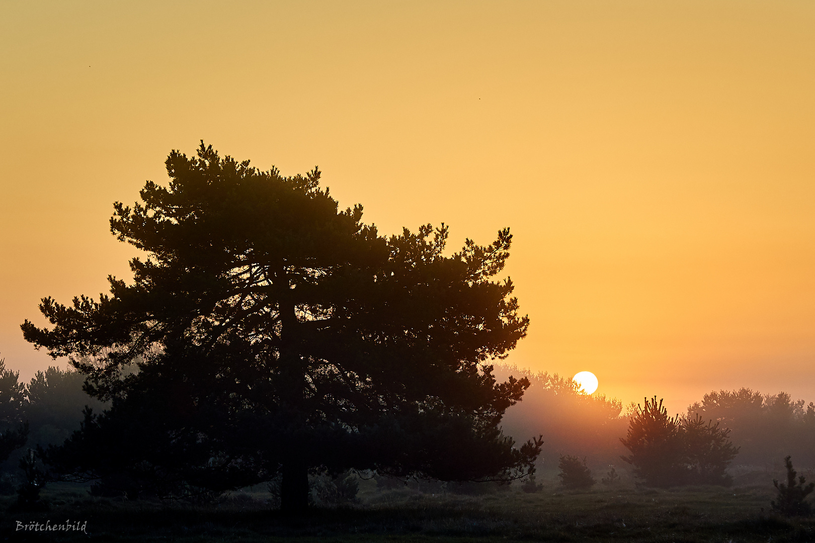 Sonnenaufgang mit Kiefer