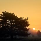 Sonnenaufgang mit Kiefer