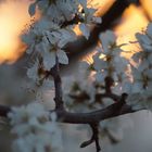 Sonnenaufgang mit Kirschblüte