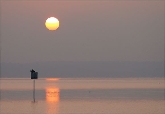 Sonnenaufgang mit Kormoran...