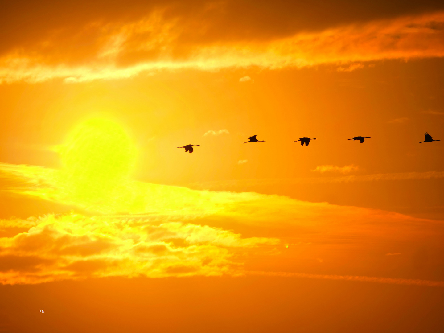 Sonnenaufgang mit Kranichen