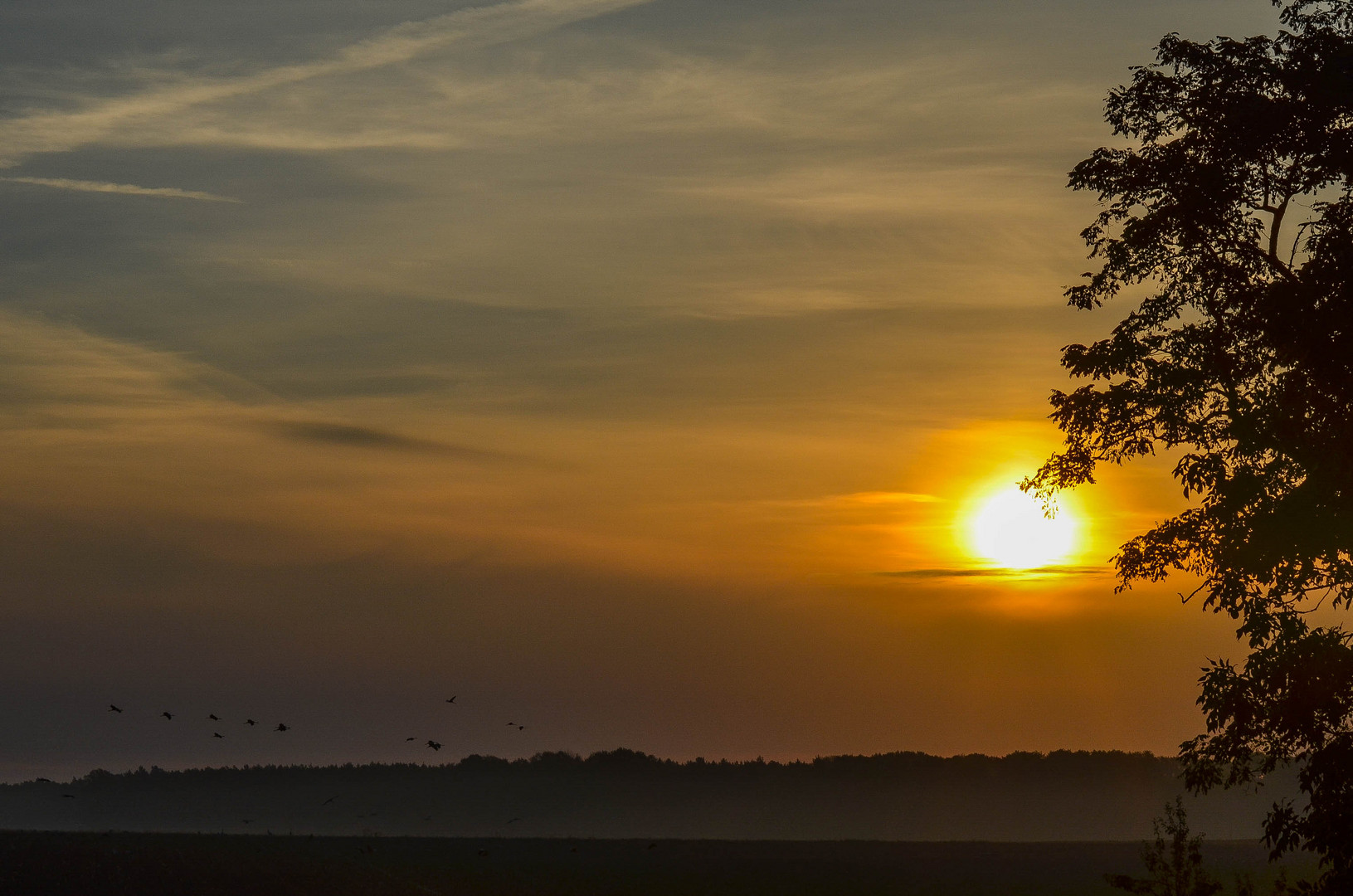 Sonnenaufgang mit Kranichen