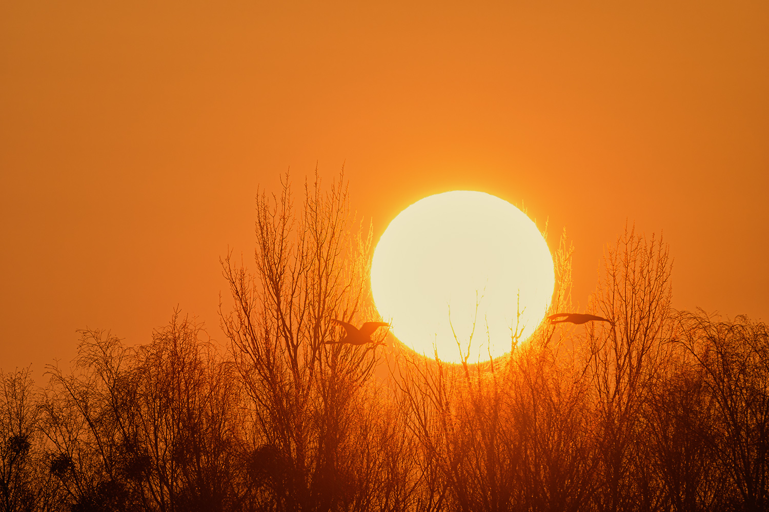 Sonnenaufgang mit Kranichflug 