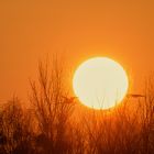 Sonnenaufgang mit Kranichflug 