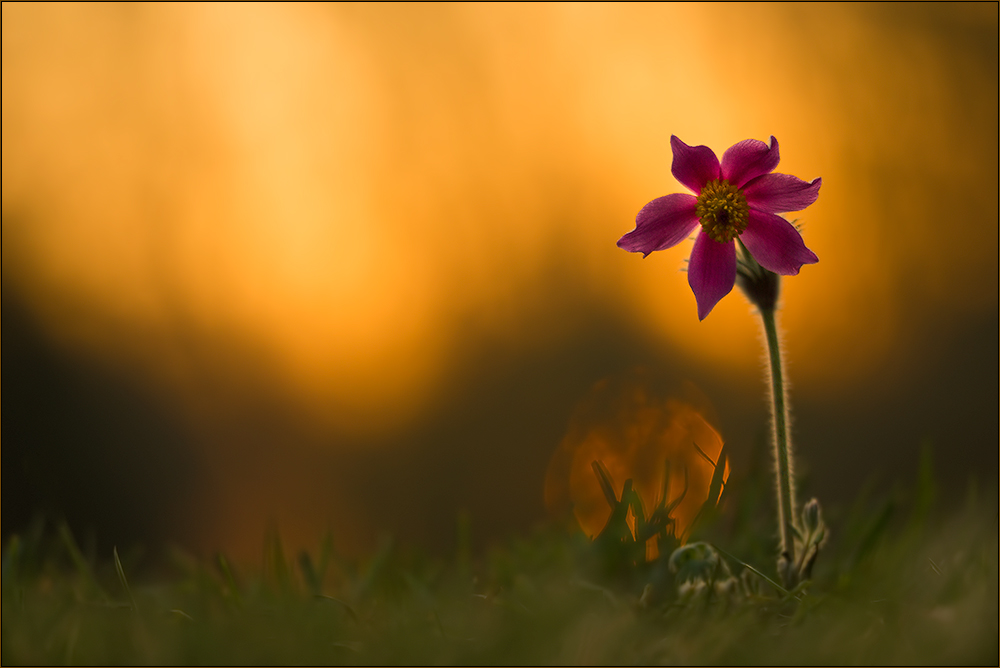 Sonnenaufgang mit Küchenschelle.