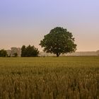 Sonnenaufgang mit leichtem Nebel im Hintergrund