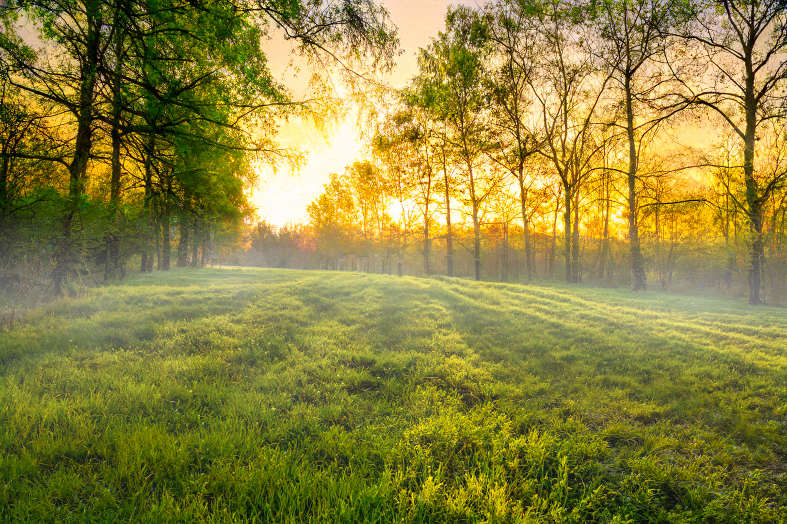 Sonnenaufgang mit leichtem Nebel und Birken