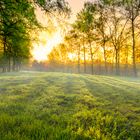 Sonnenaufgang mit leichtem Nebel und Birken