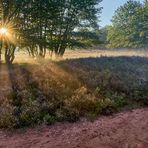 Sonnenaufgang mit Licht-Nebelstimmung im Herbst 2024 auf der Mehlinger Heide…
