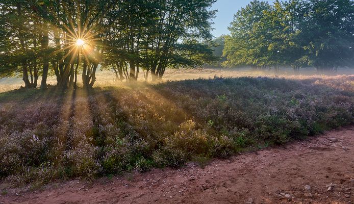 Sonnenaufgang mit Licht-Nebelstimmung im Herbst 2024 auf der Mehlinger Heide…