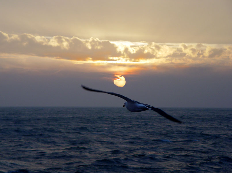 Sonnenaufgang mit Möwe