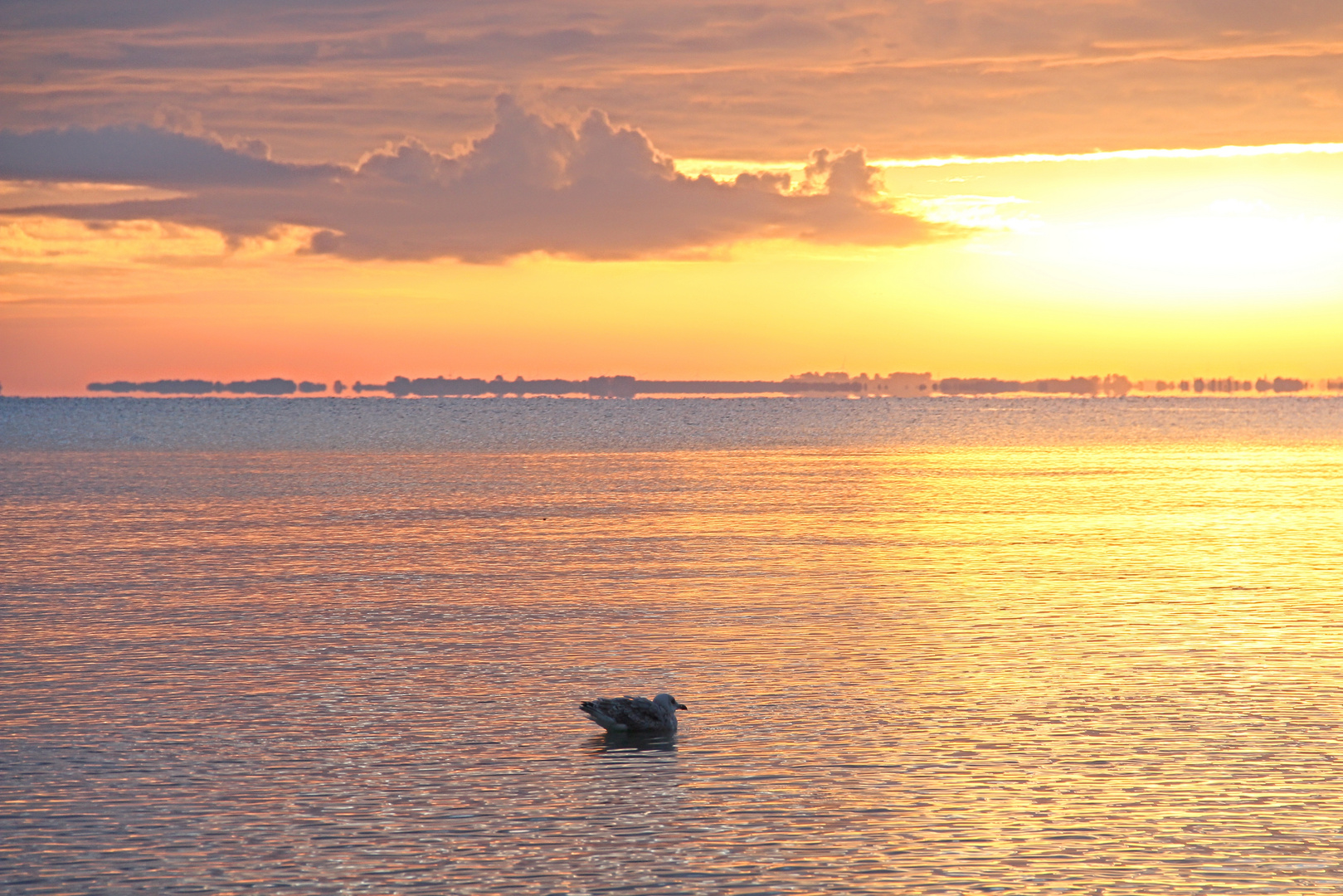 Sonnenaufgang mit Möwe  -  sunrise with seagull