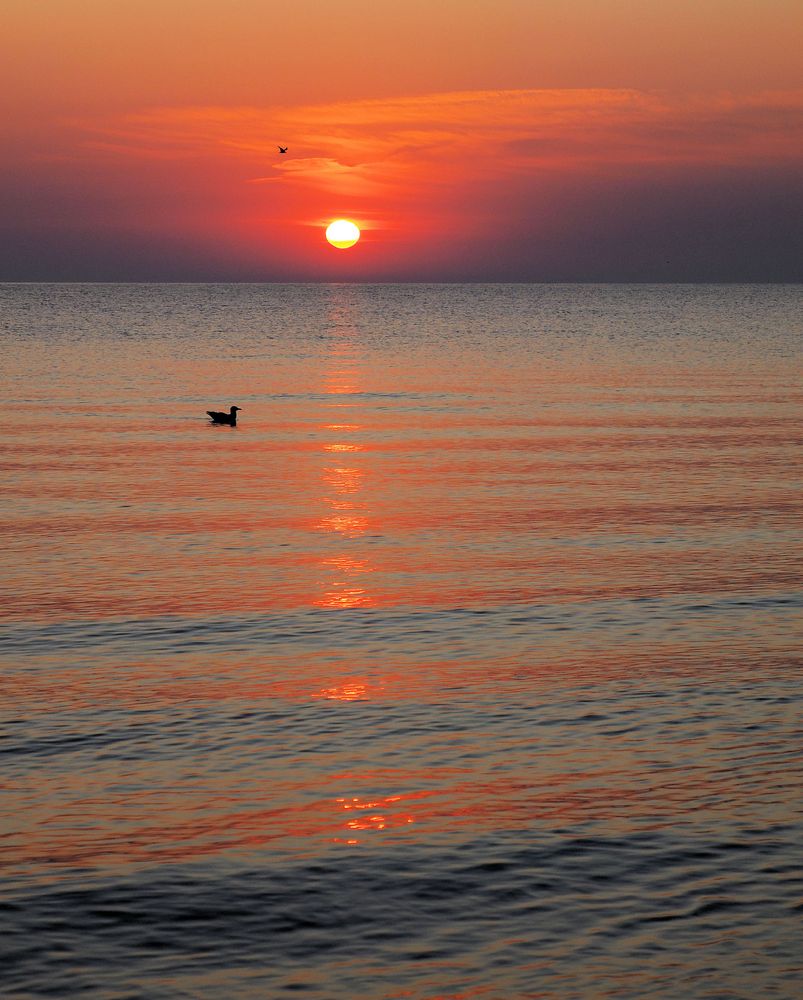 Sonnenaufgang mit Möwen... Foto & Bild | ostsee, natur, rügen Bilder ...
