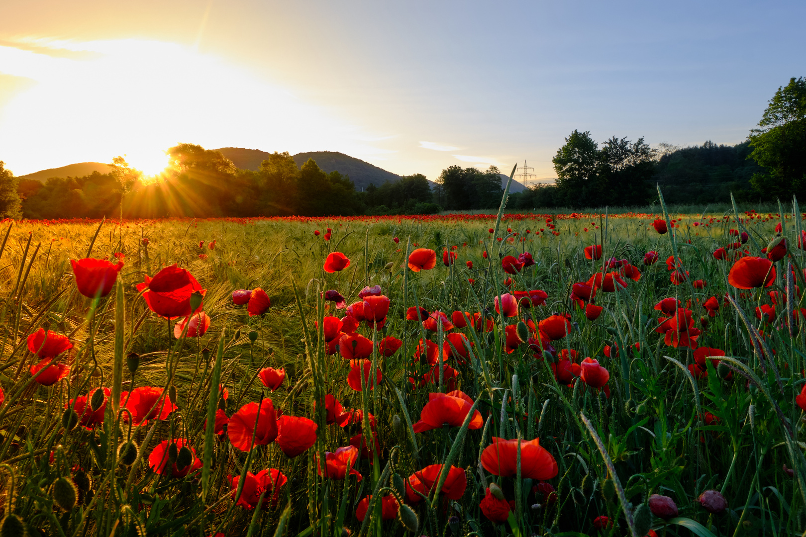 Sonnenaufgang mit Mohn