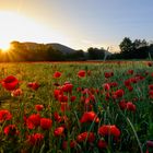 Sonnenaufgang mit Mohn