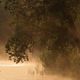 Landschaft-NWM