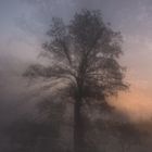 Sonnenaufgang mit Nebel