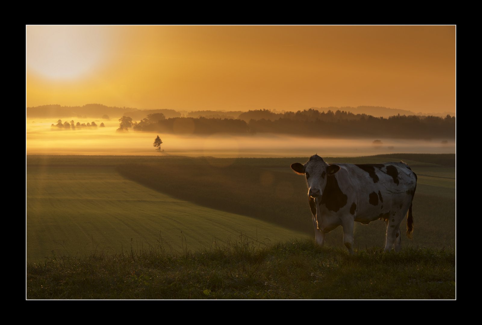 Sonnenaufgang mit neugieriger Kuh in Südbayern