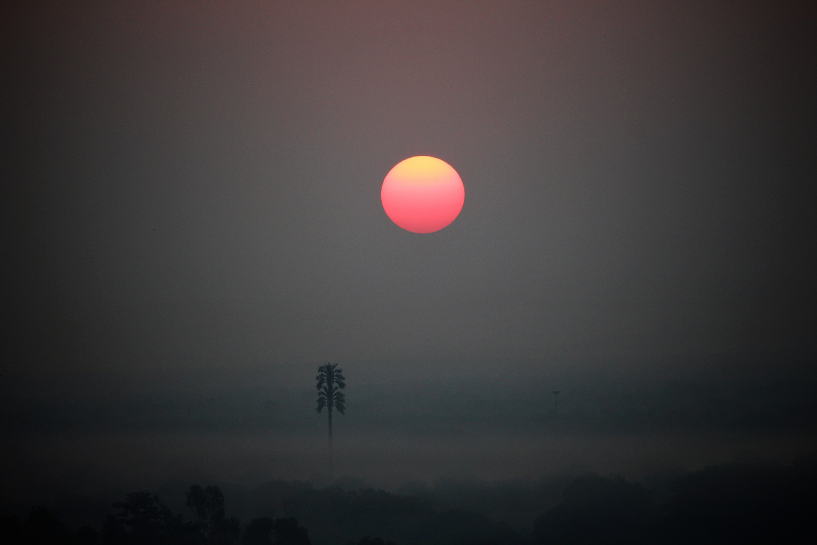 Sonnenaufgang mit Palme