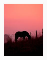 Sonnenaufgang mit Pferd; für Rena Snap