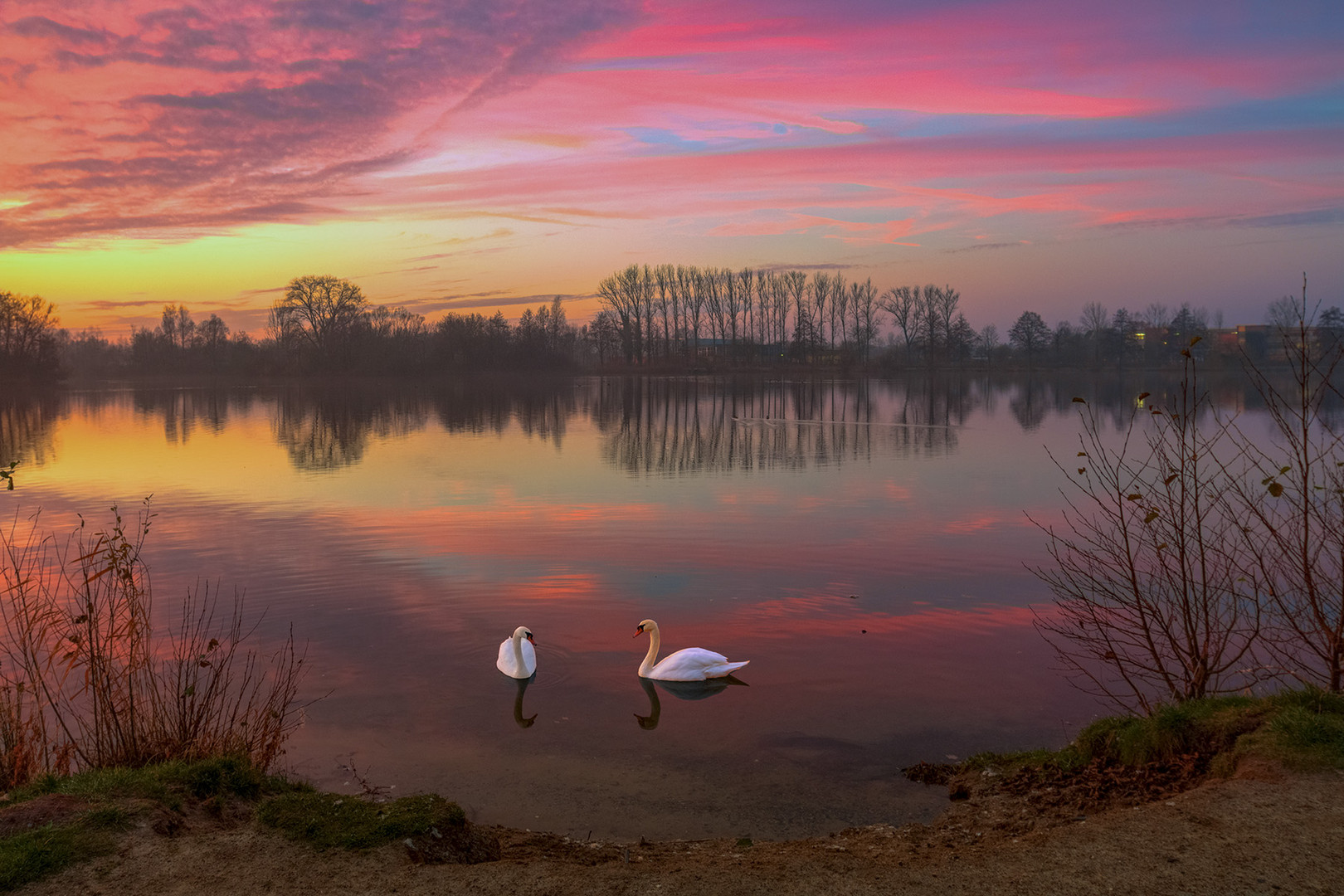 Sonnenaufgang mit Schwänen