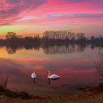 Sonnenaufgang mit Schwänen