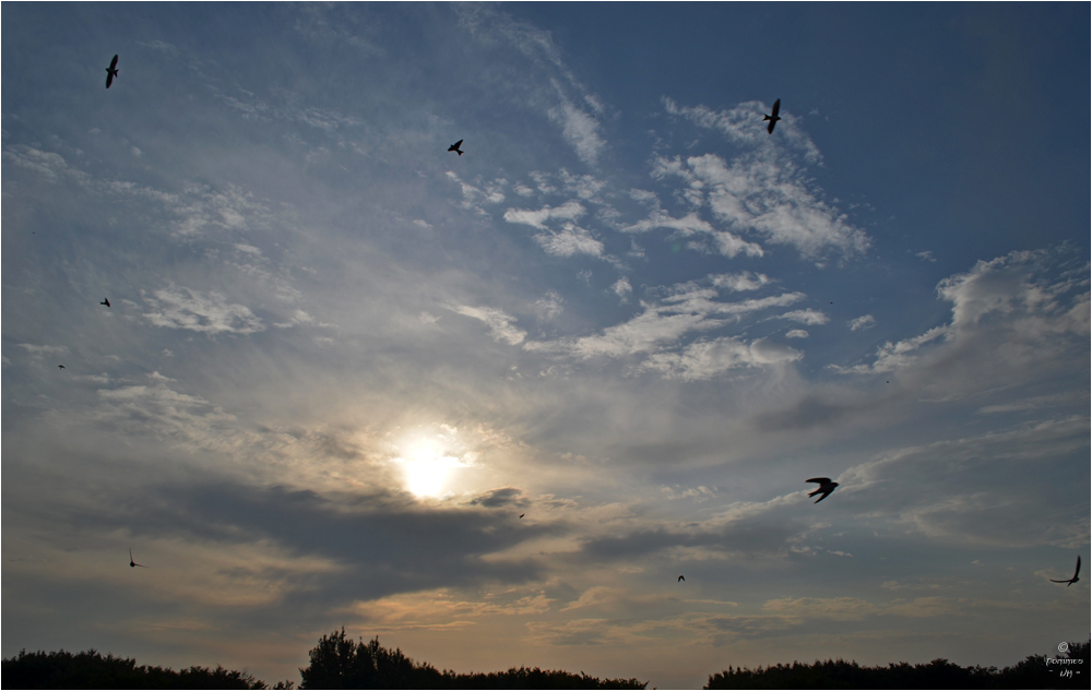 ~ Sonnenaufgang mit Schwalben ~