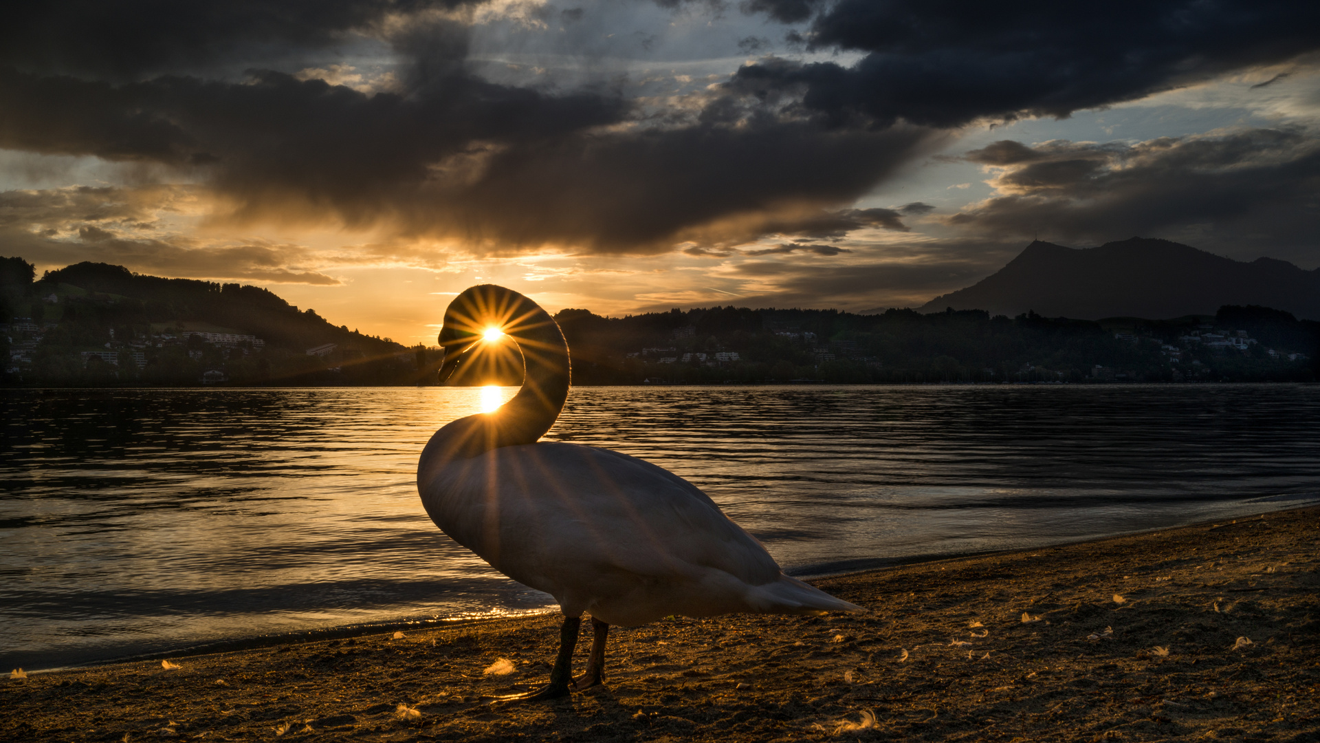 Sonnenaufgang mit Schwan